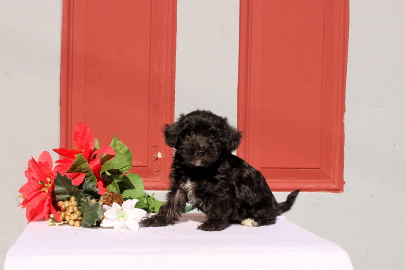 puppy, for, sale, Morkie-Poo, Matthew B. Stoltzfus, dog, breeder, Gap, PA, dog-breeder, puppy-for-sale, forsale, nearby, find, puppyfind, locator, puppylocator, aca